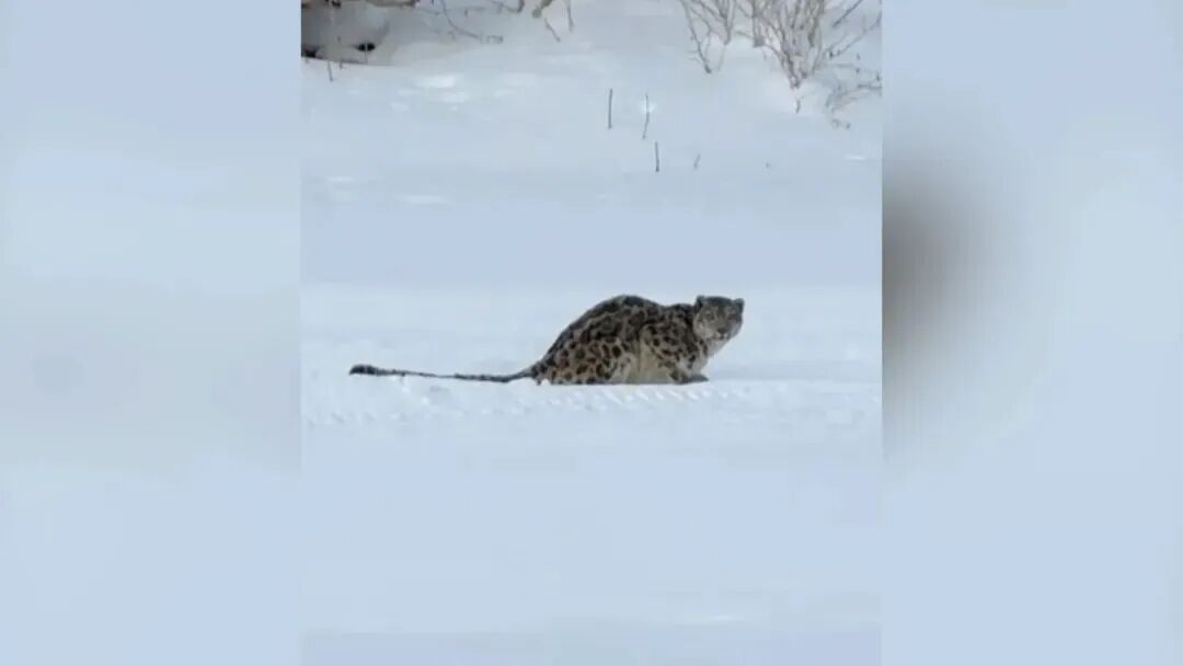 雪豹.jpg