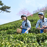 一枚信阳毛尖的5g之旅