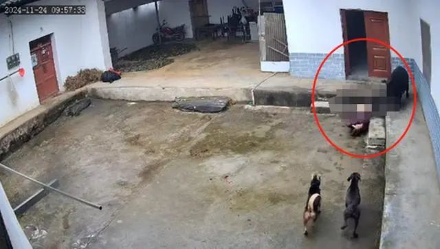 野猪.jpg